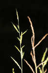 Tapertip cupgrass